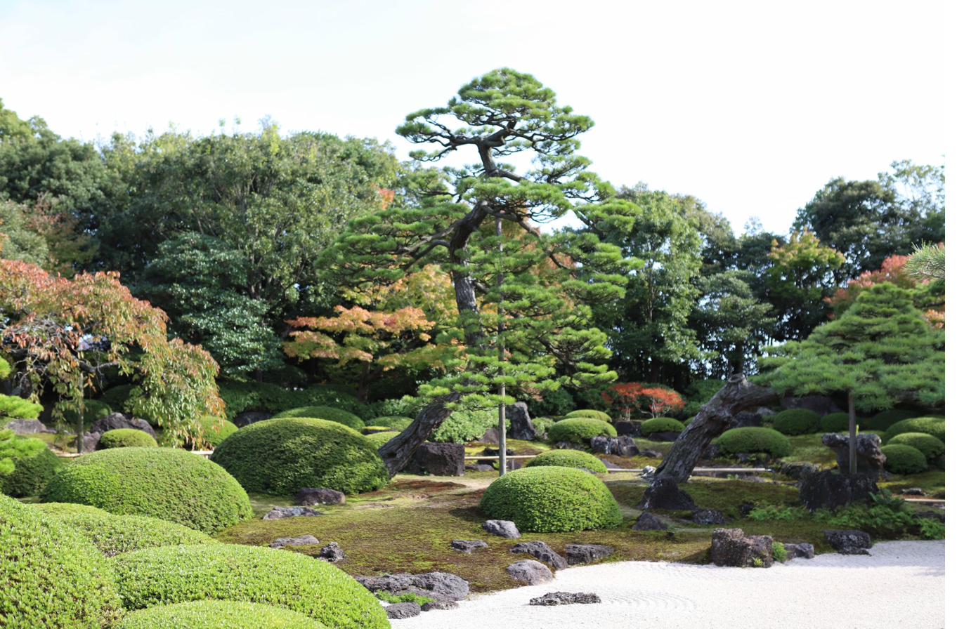Classical Japanese garden with niwaki pines, shaped shrubs and white gravel