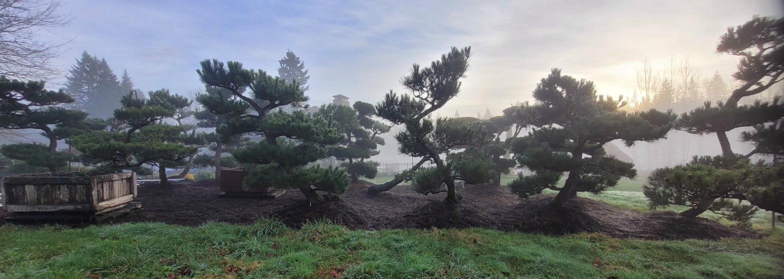 The collection in morning fog