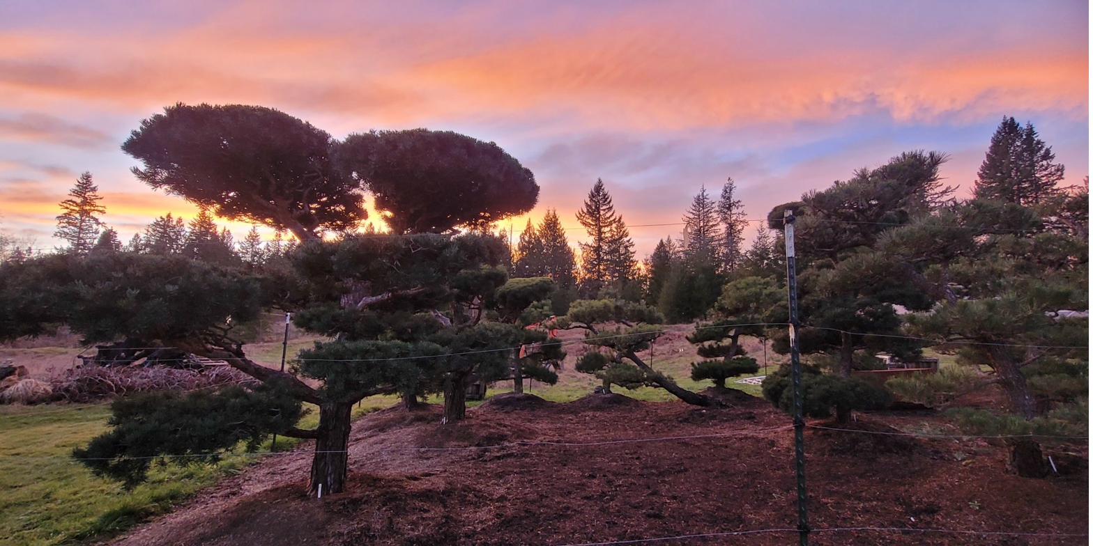 Trained Japanese Black Pines at sunset