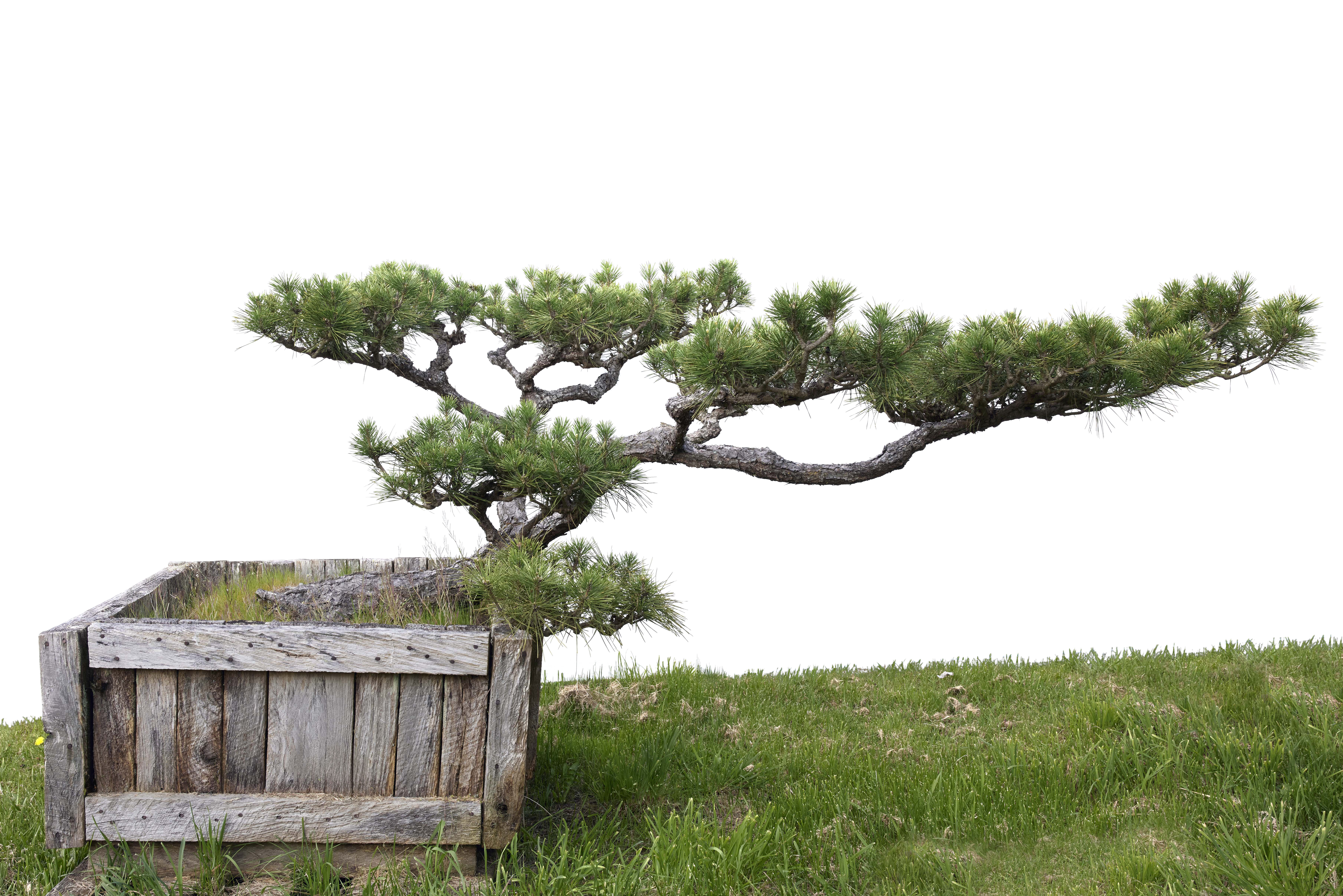 Japanese Black Pine No. 10
