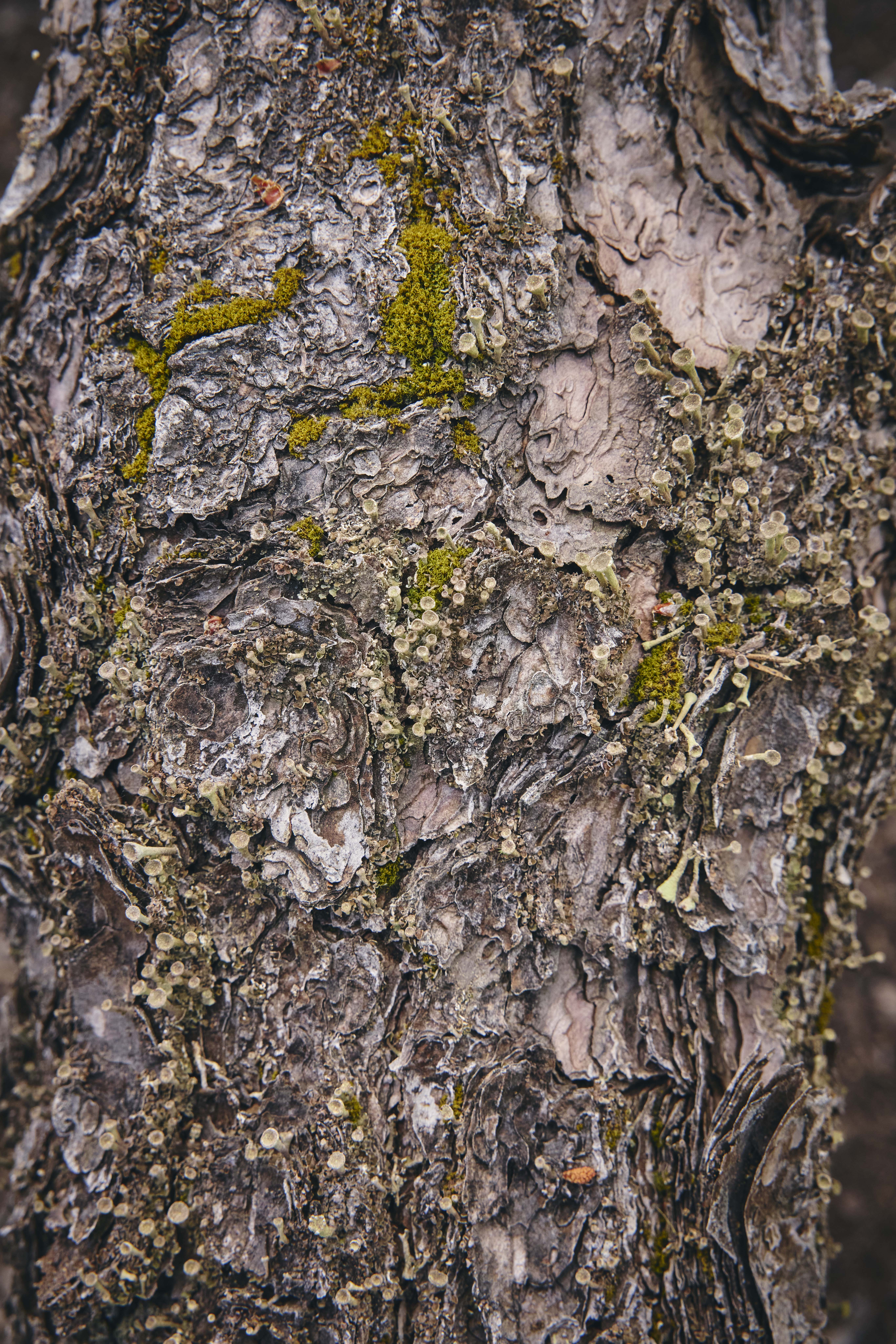 No. 11 — trunk detail