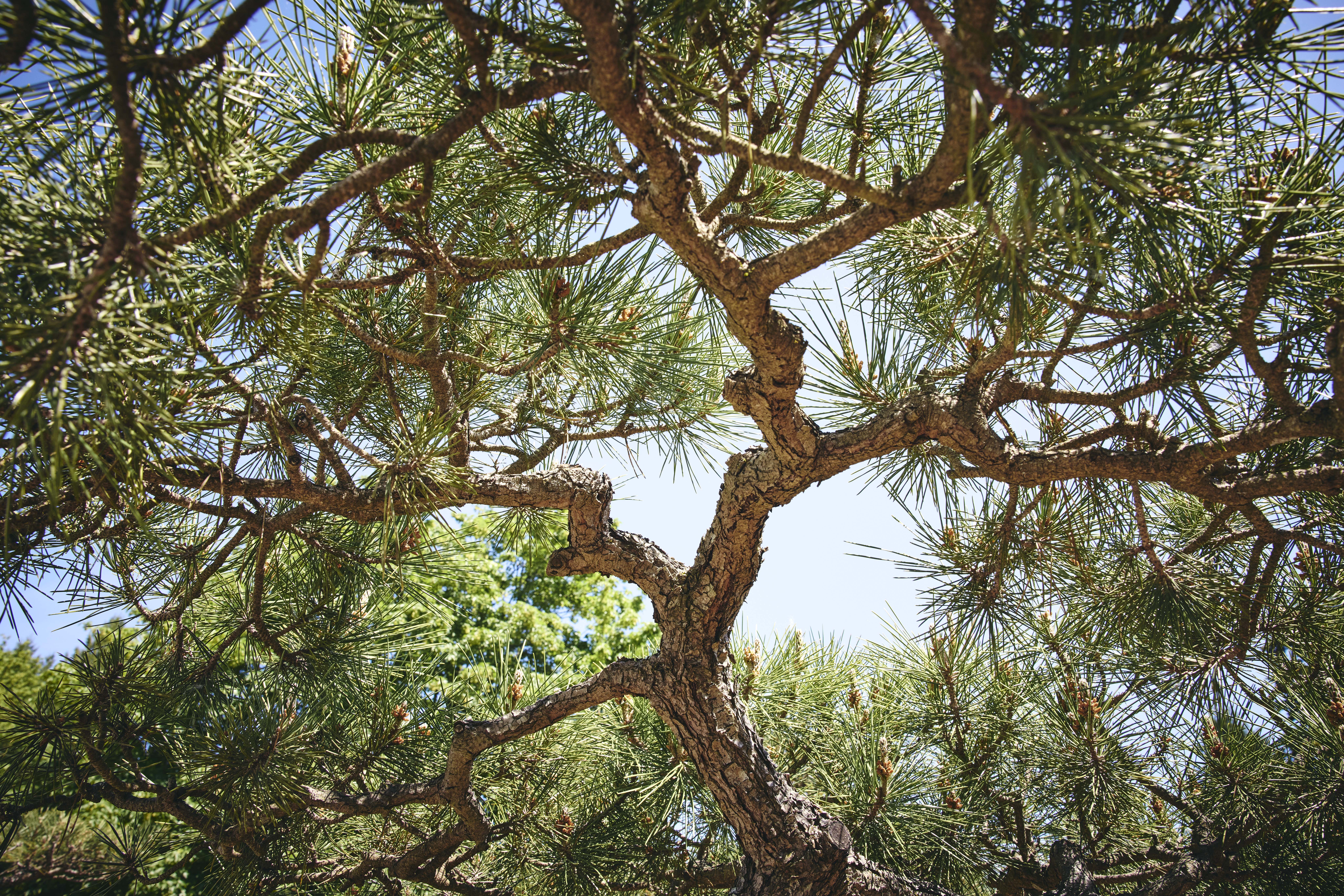 No. 13 — branch detail