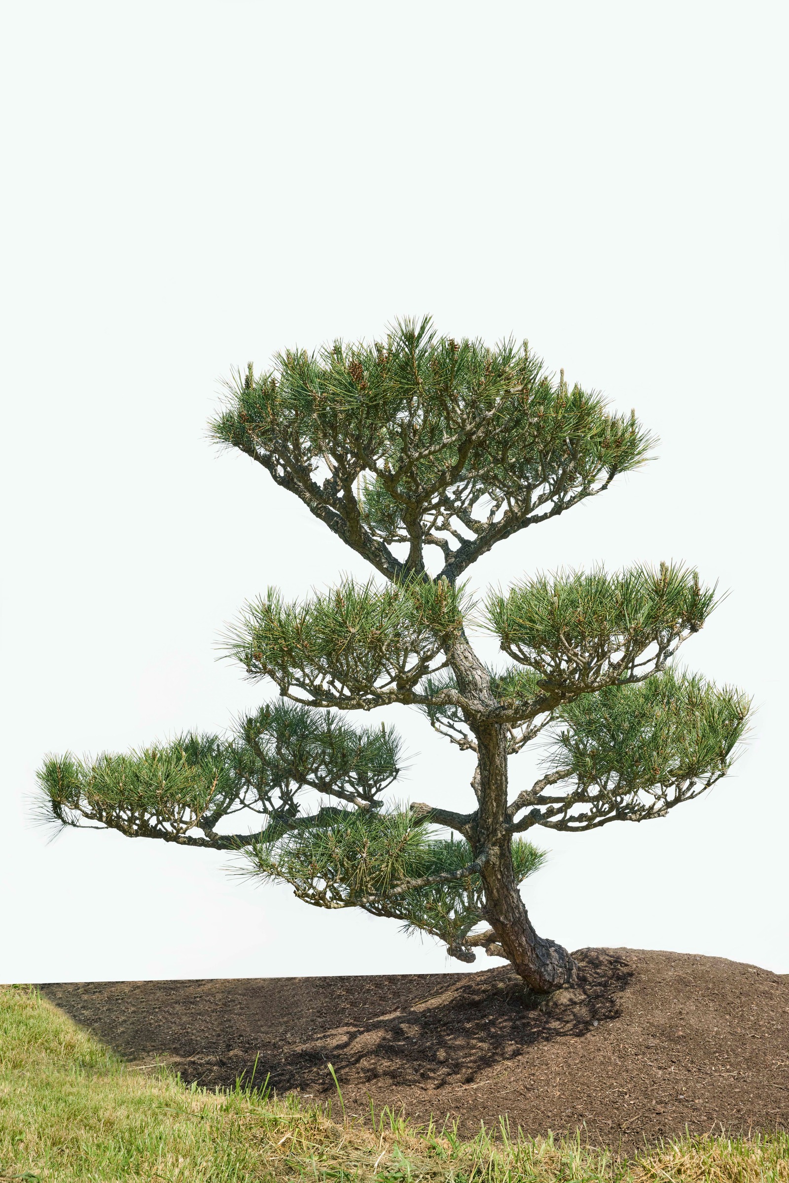 Japanese Black Pine No. 15