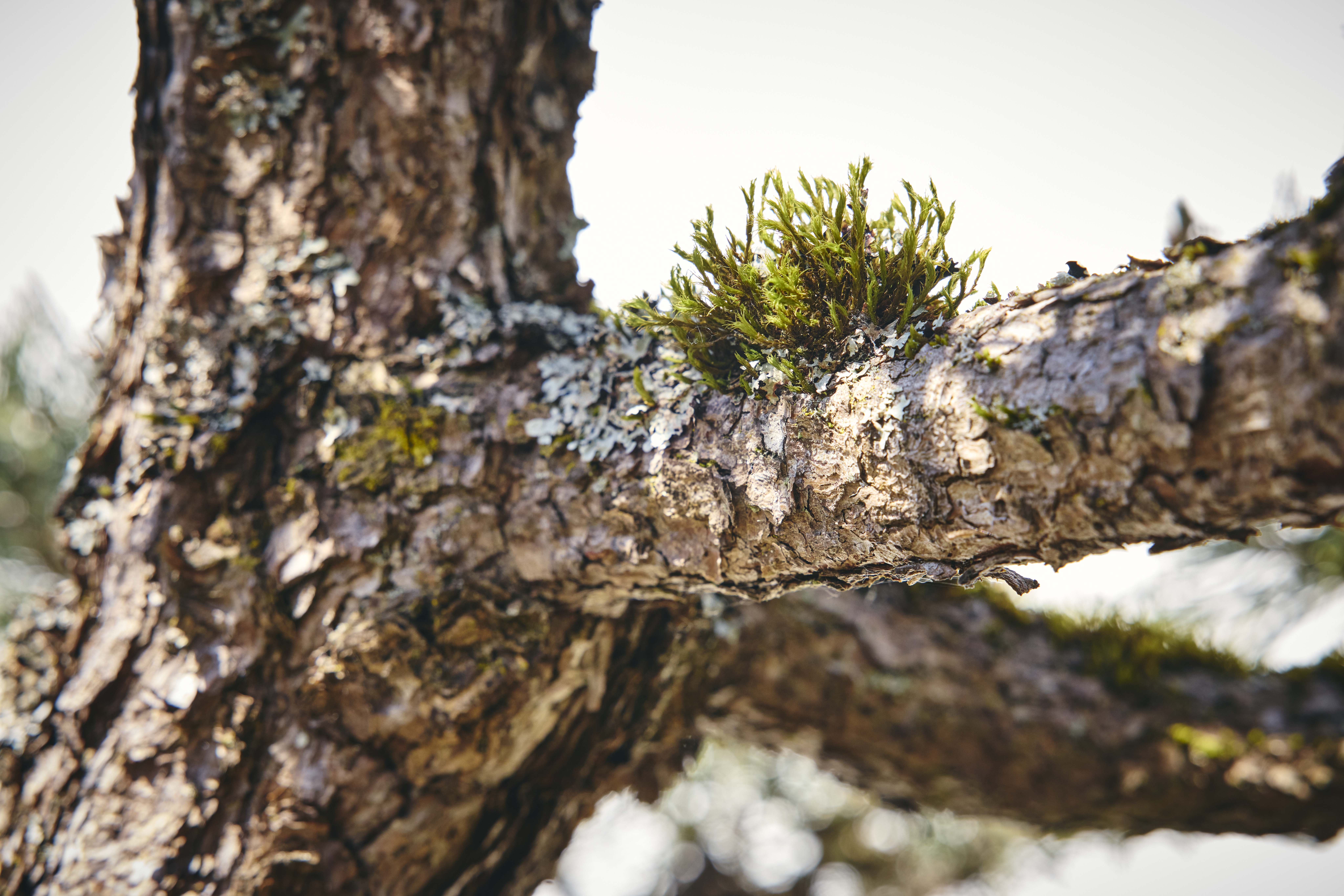 No. 19 — branch detail