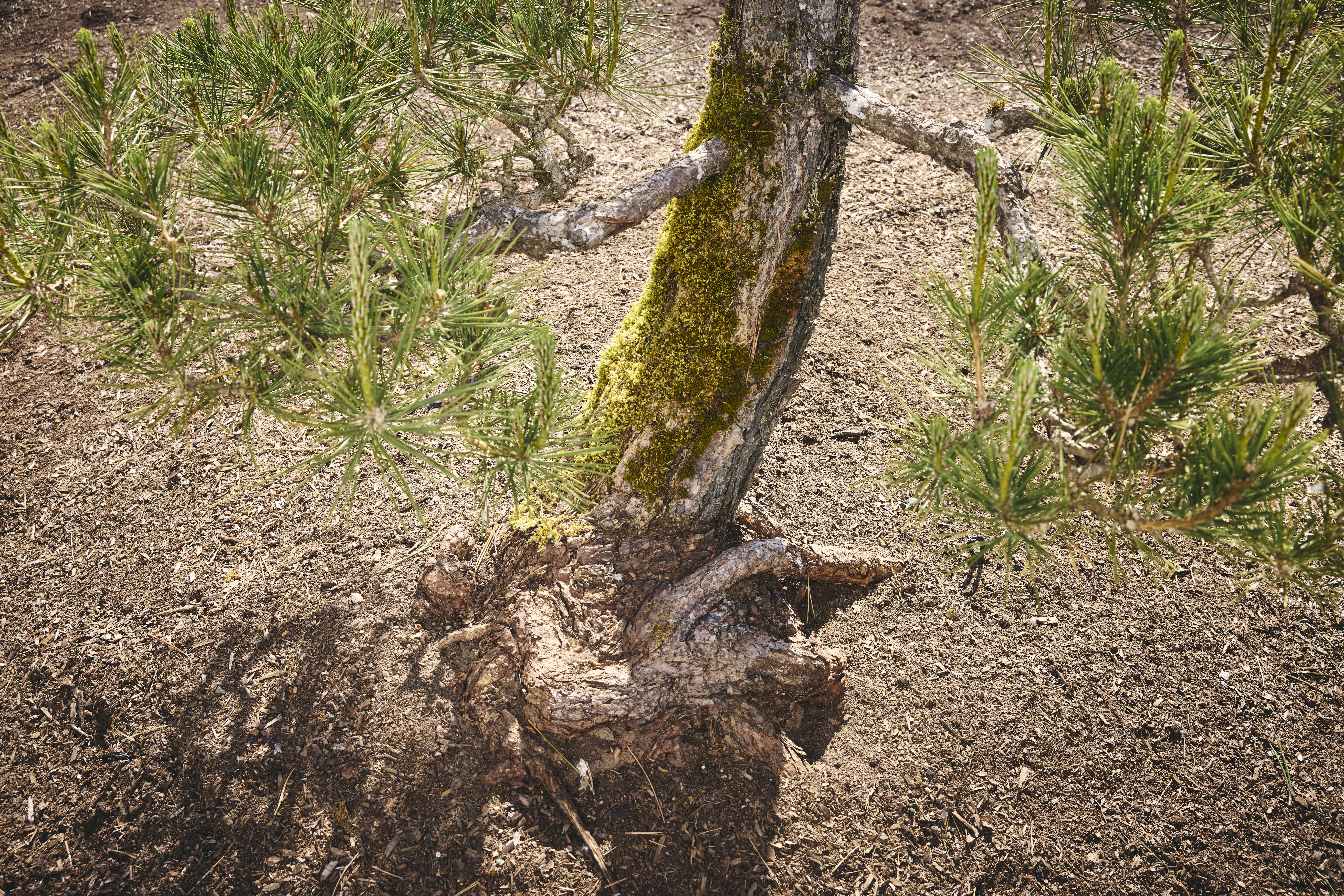 No. 01 — trunk base
