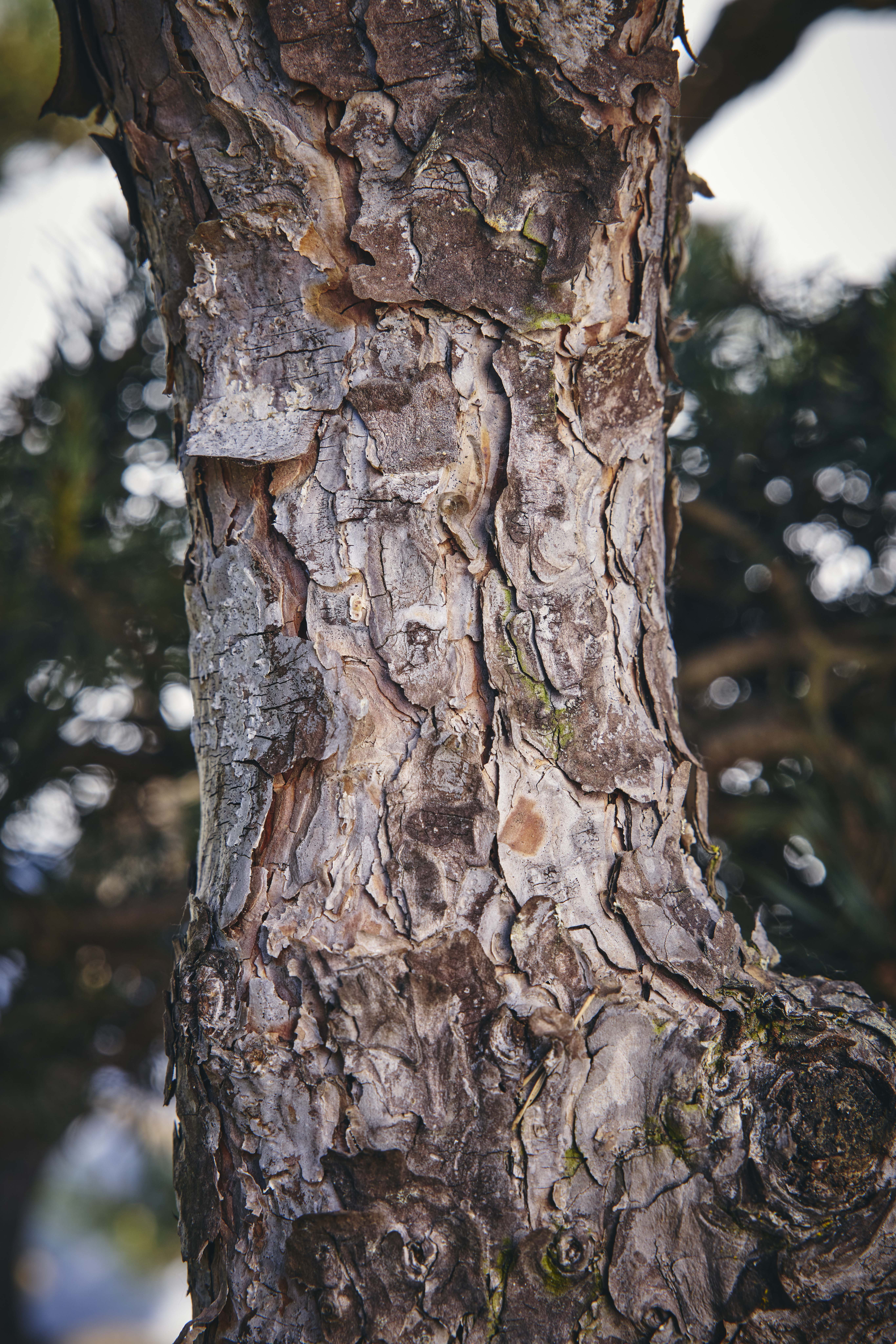 No. 20 — trunk detail