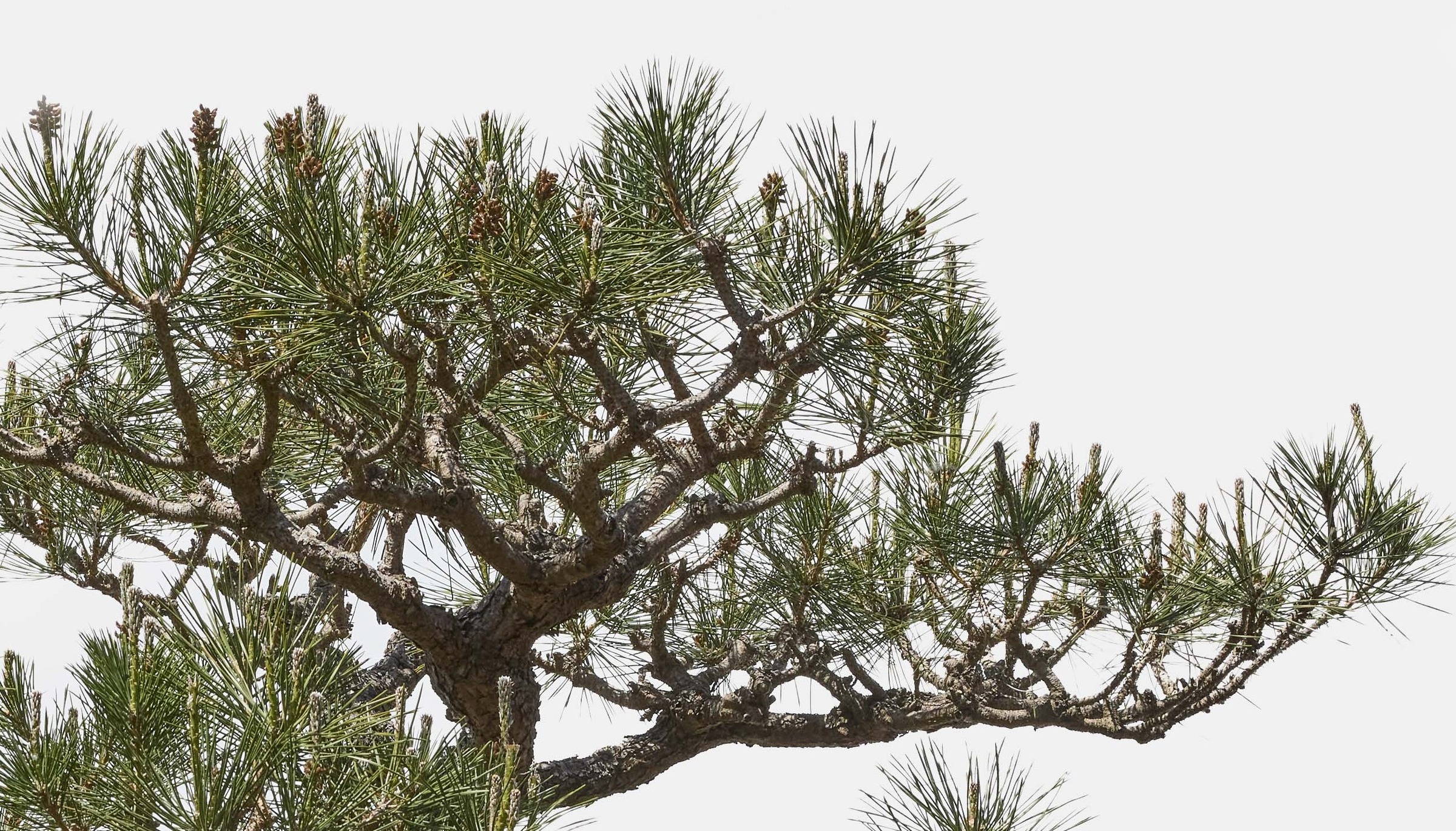No. 29 — branch detail