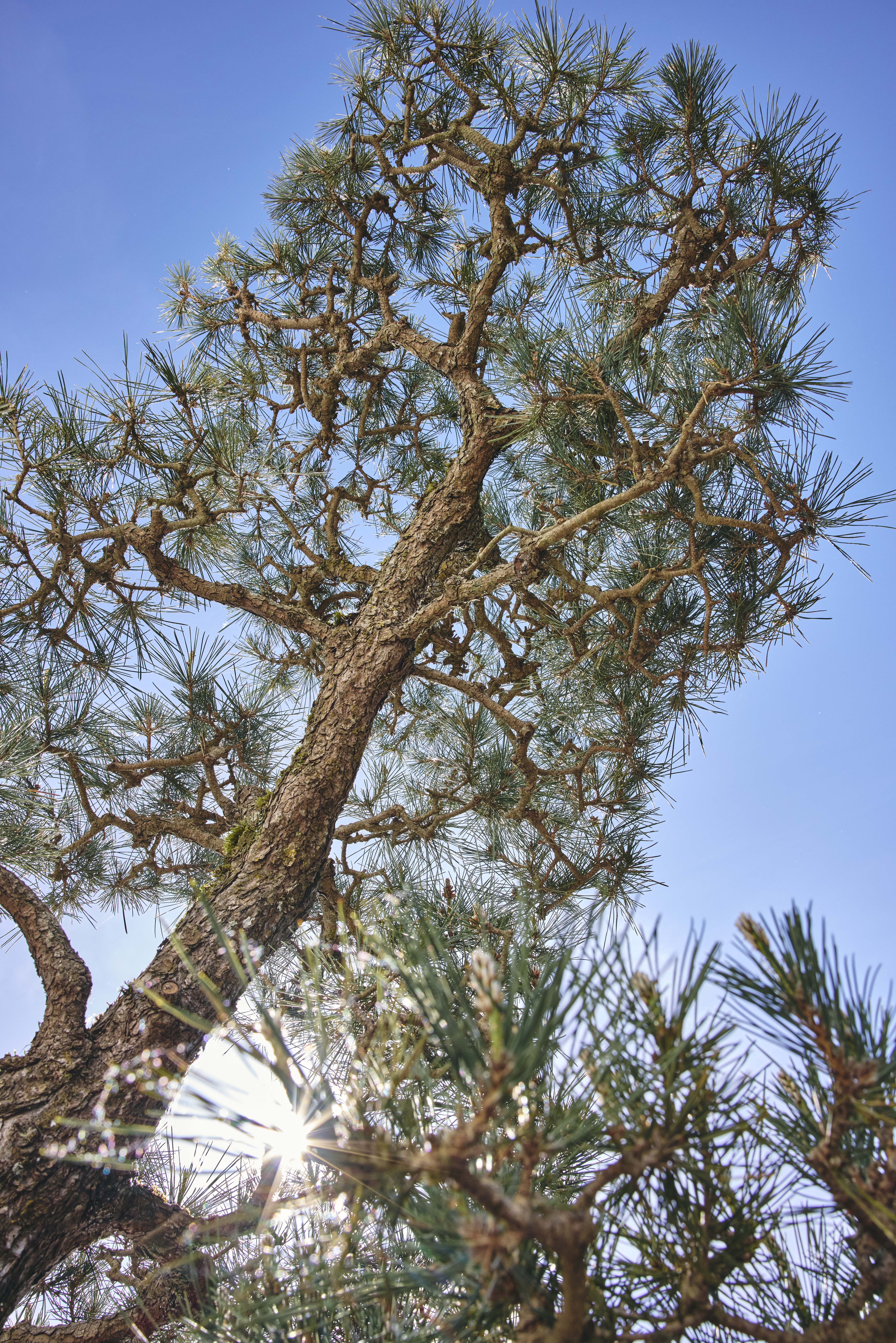 Japanese Black Pine detail