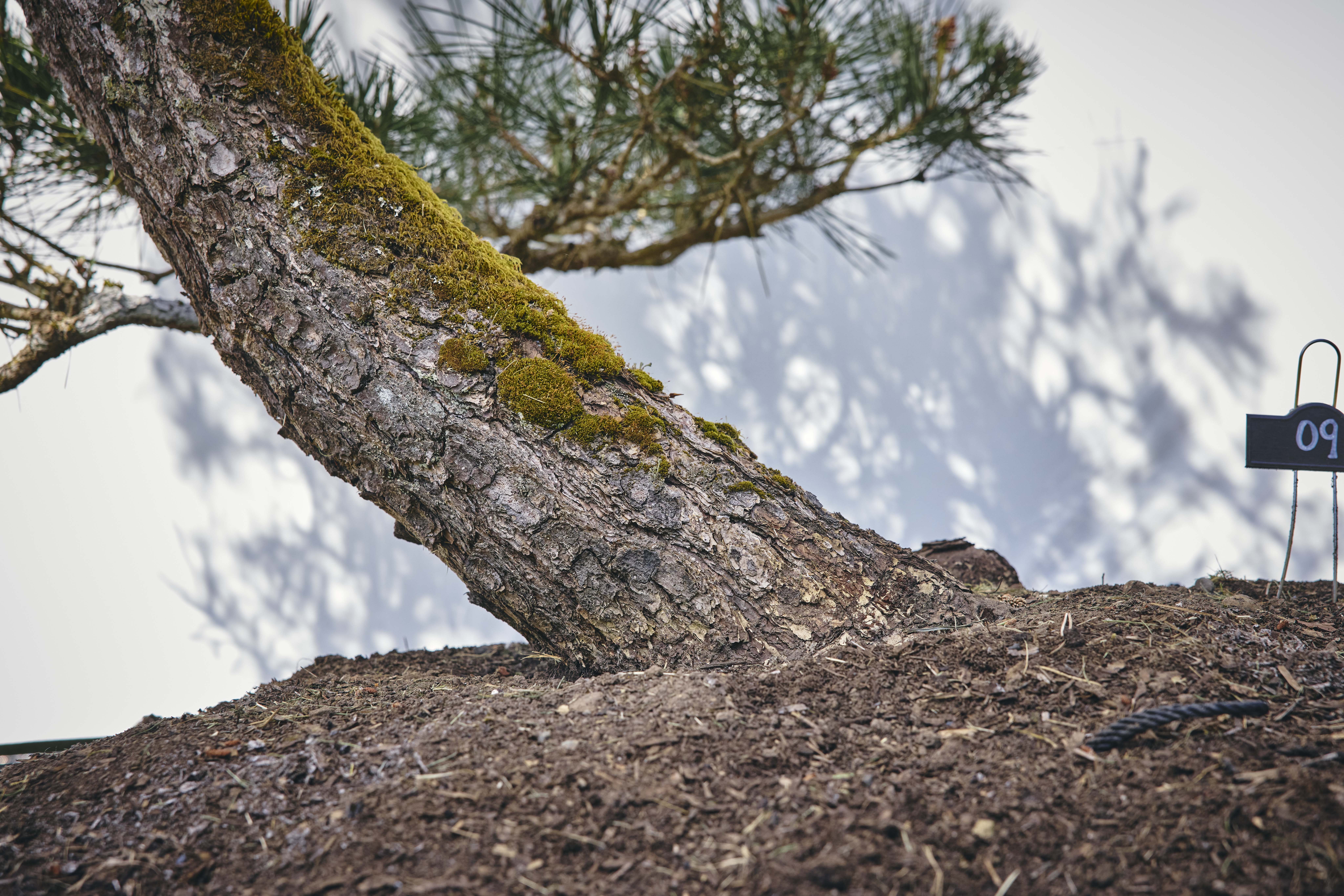 No. 09 — trunk detail