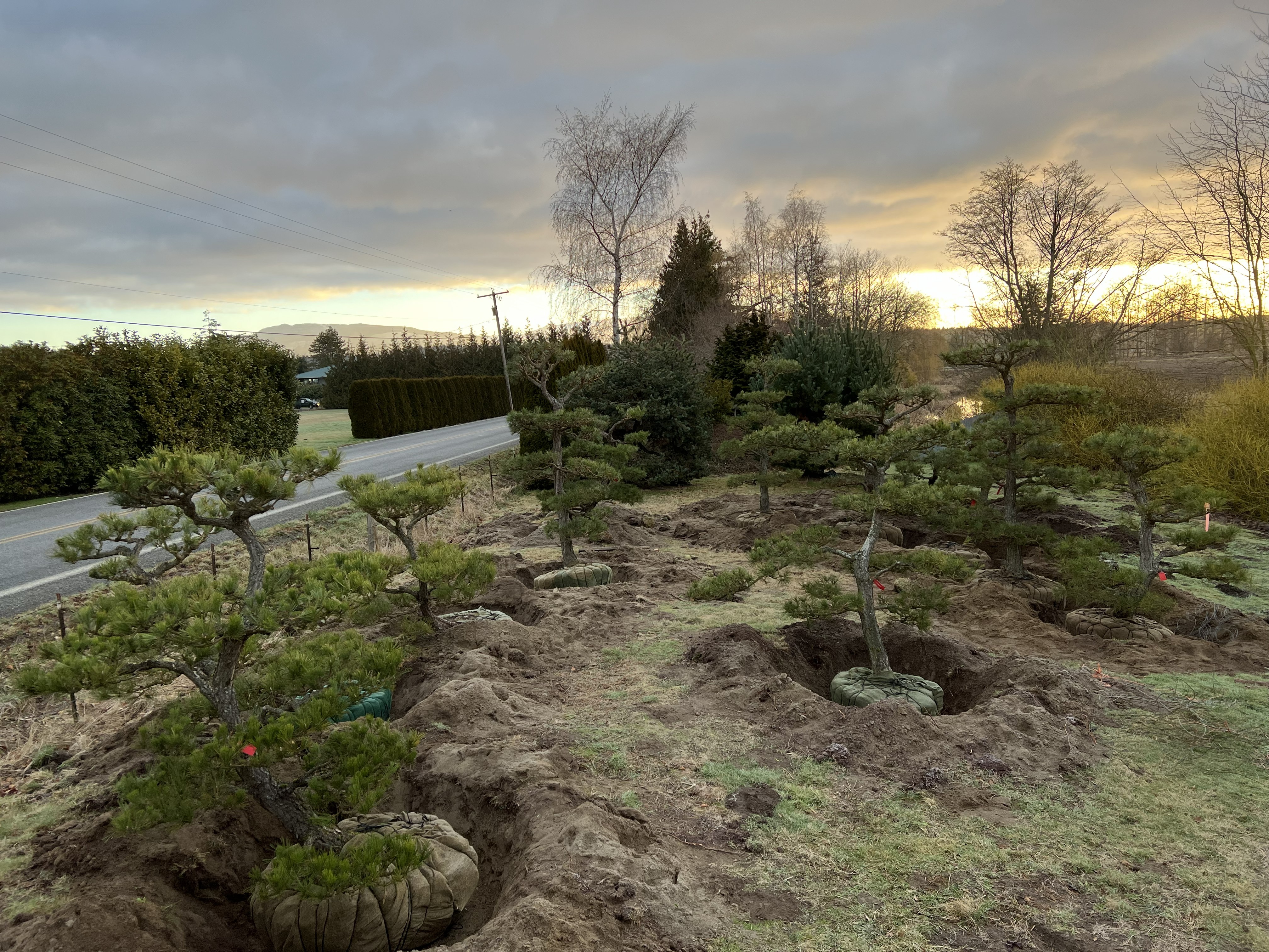 Trees dug and burlapped, ready for their move to Snohomish, Washington