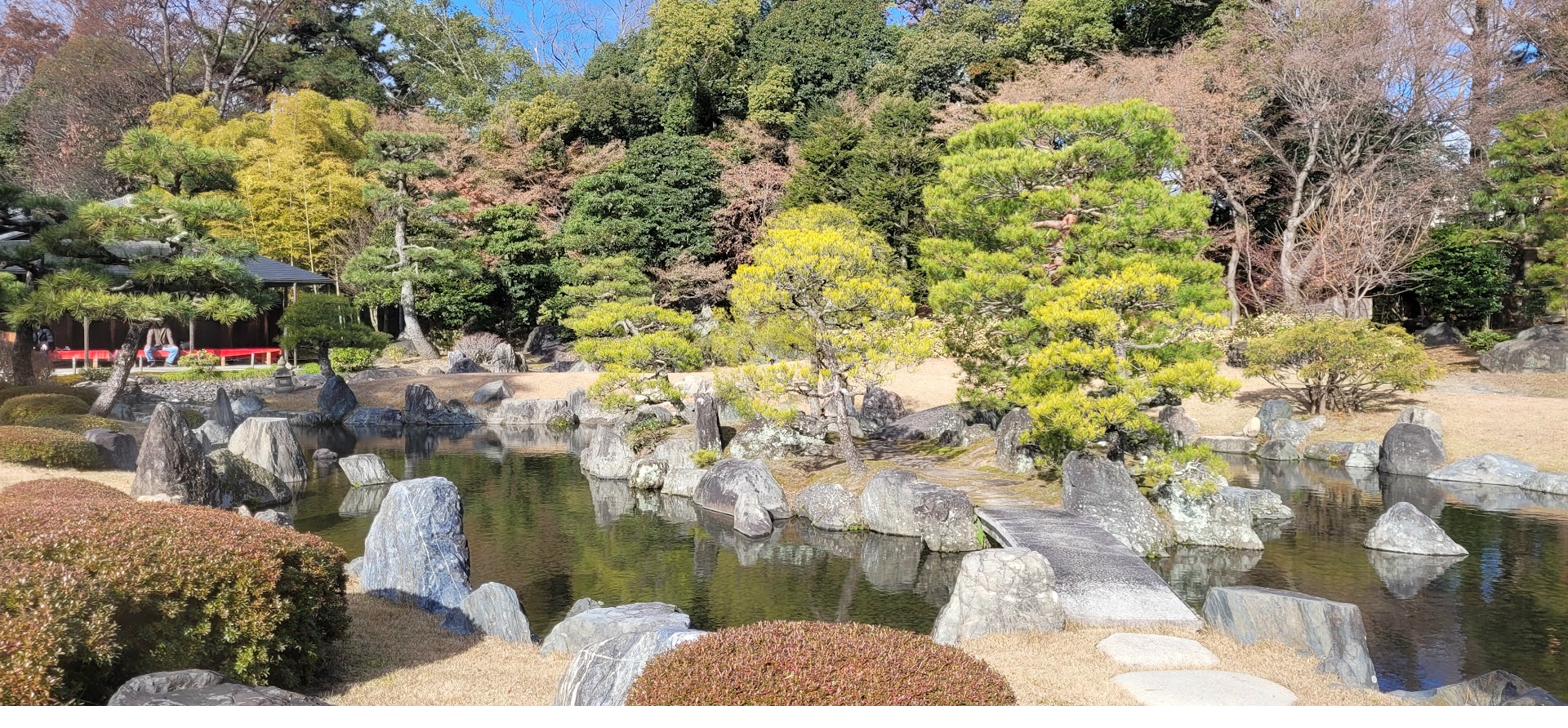 Classical Japanese garden pond with shaped pine and rock composition